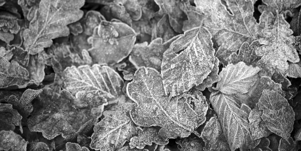 Winter's Embrace